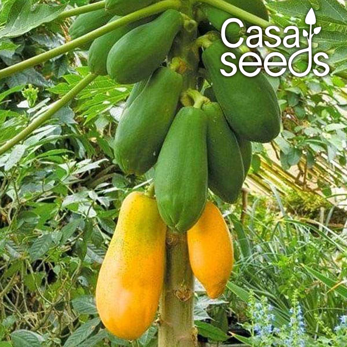 Papaya F1 Hybrid- 10 Seeds