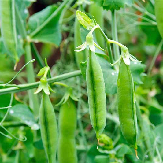 Peas- 30 Seeds