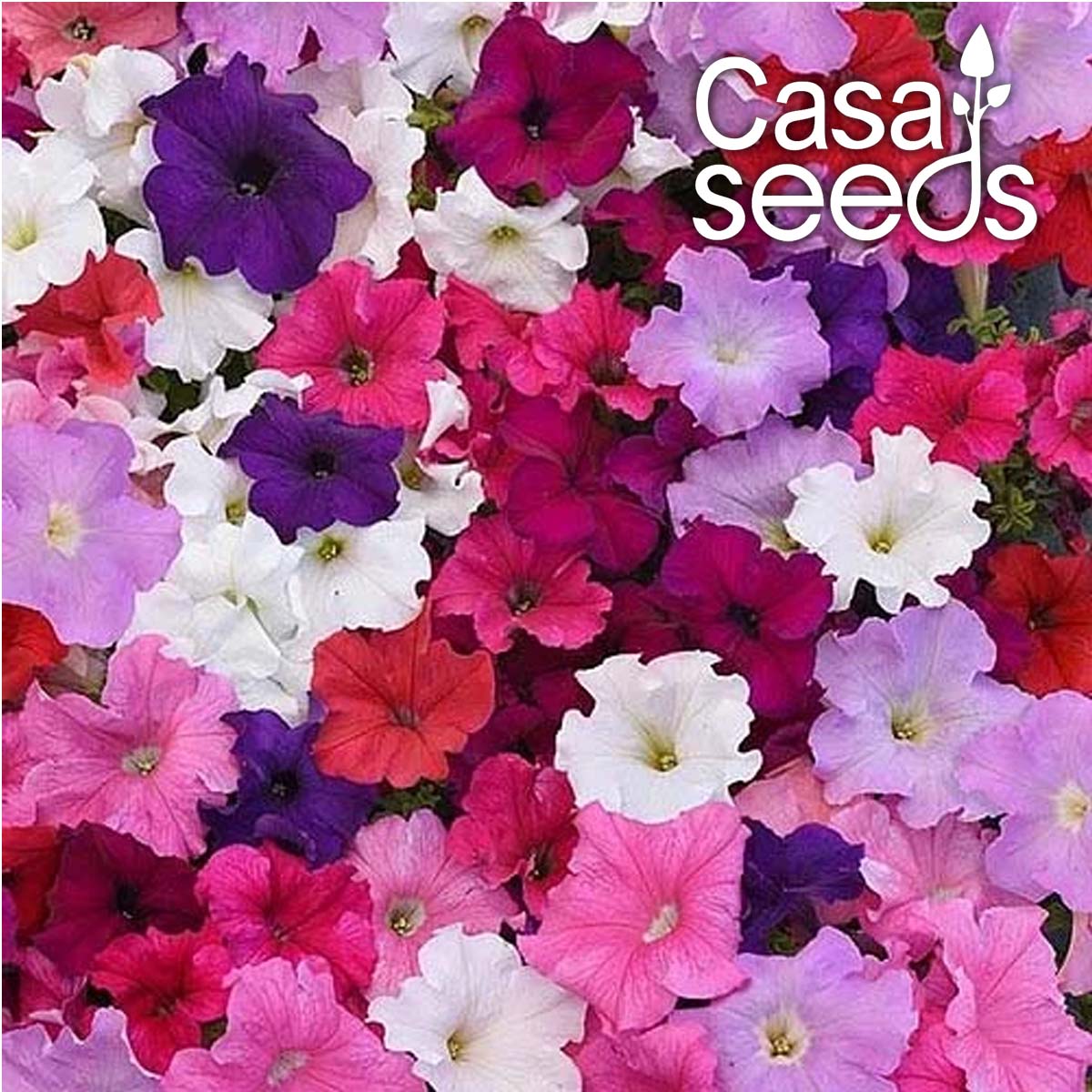 Petunia Supercascade Mixed F1 Hybrid- 50 Seeds