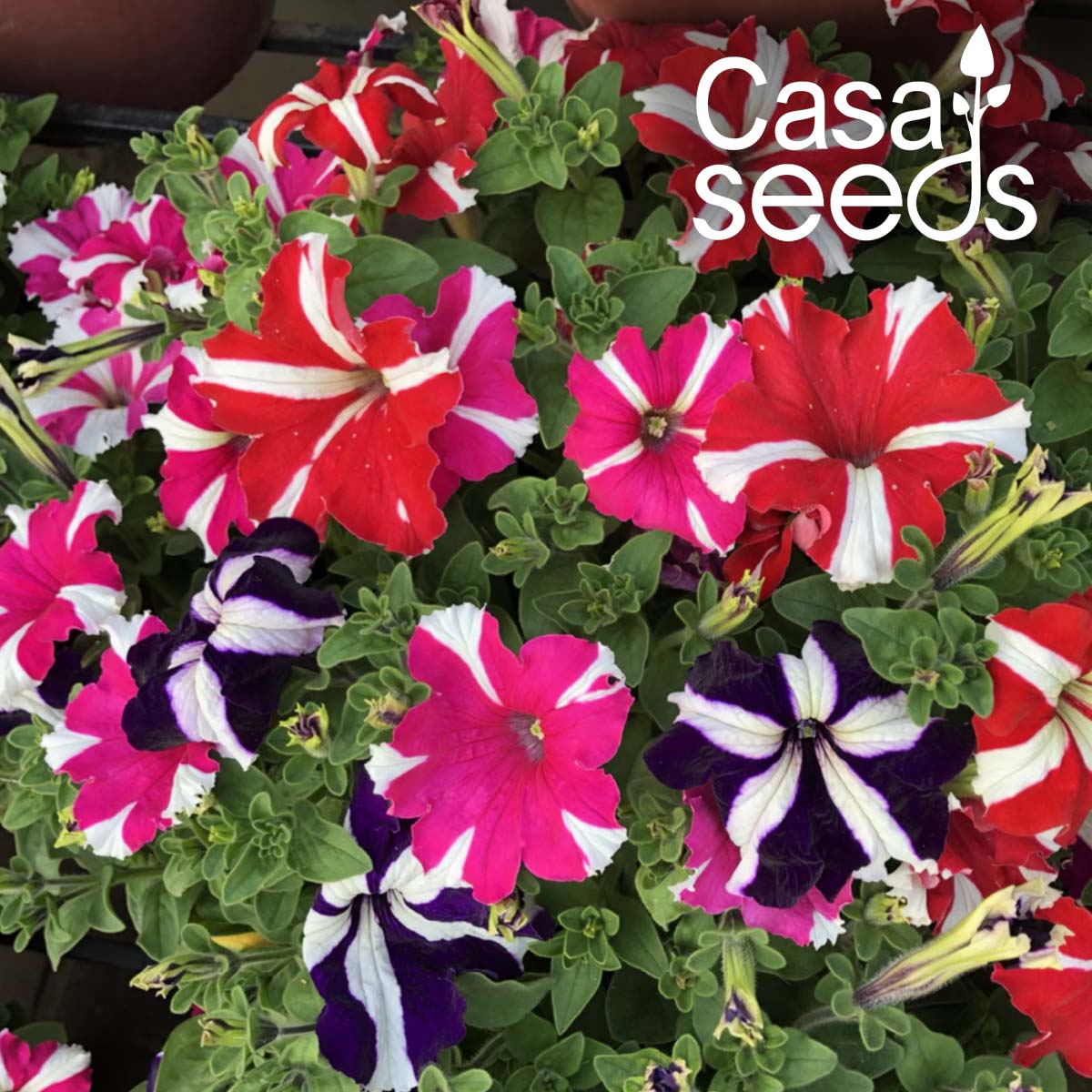 Petunia NC Star Mix- 200 Seeds