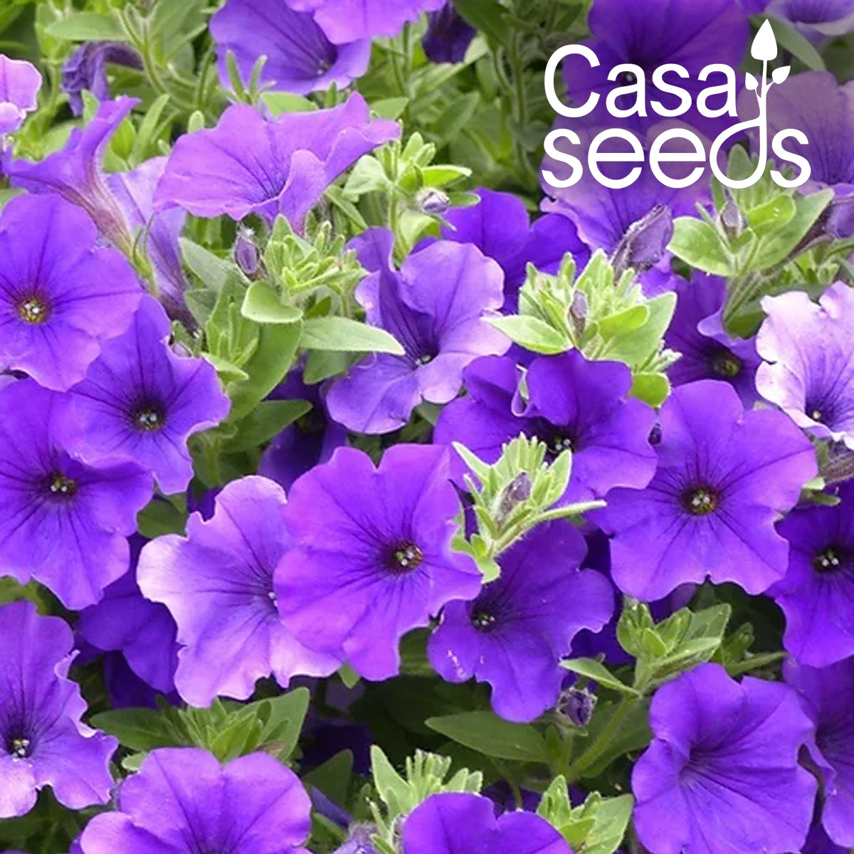 Petunia Royal Blue - 200 Seeds