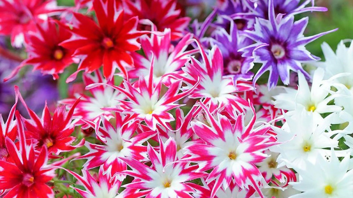 Phlox Twinkle Stars Mix- 200 Seeds