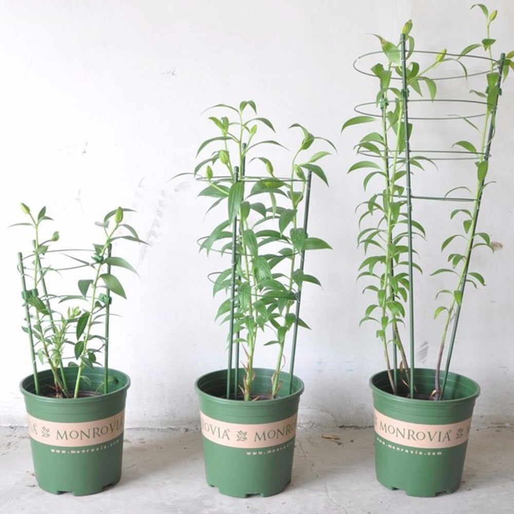 Garden Plant Support Climbing Plants60cm Conical Trellis Supporter Frame - Casa De Amor Organic Gardening India