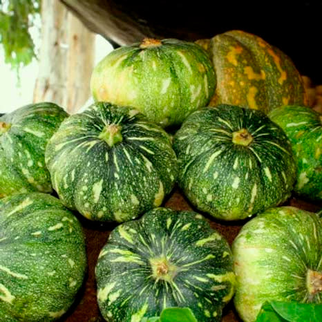 Pumpkin- 20 Seeds