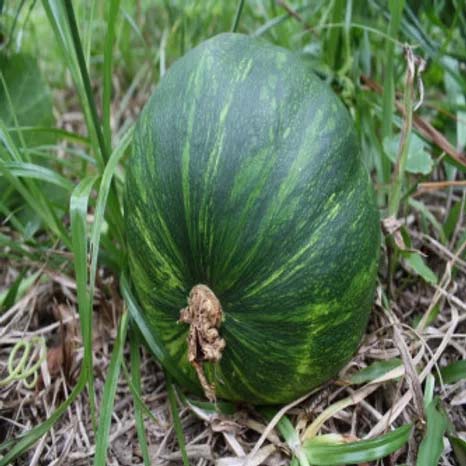 Pumpkin- 20 Seeds