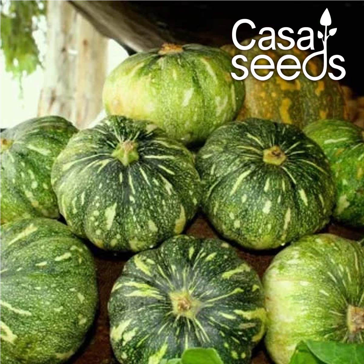 Pumpkin- 20 Seeds
