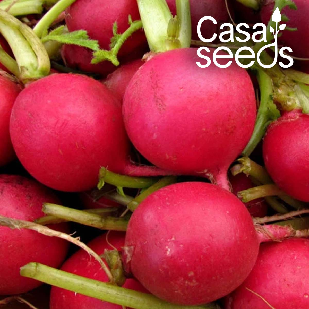 Radish Red Globe- 50 Seeds