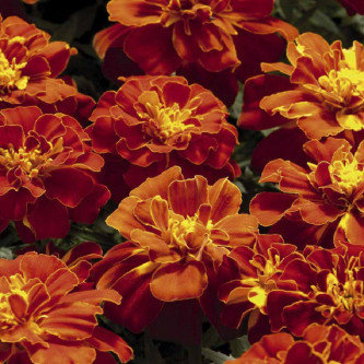 French Marigold Scarlet Red (Tegetes Nana Petula) - 100 Seeds