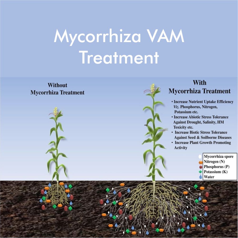 Casa De Amor Root Care VAM Mycorrhiza Organic Plant Fertilizer and Root Growth Booster