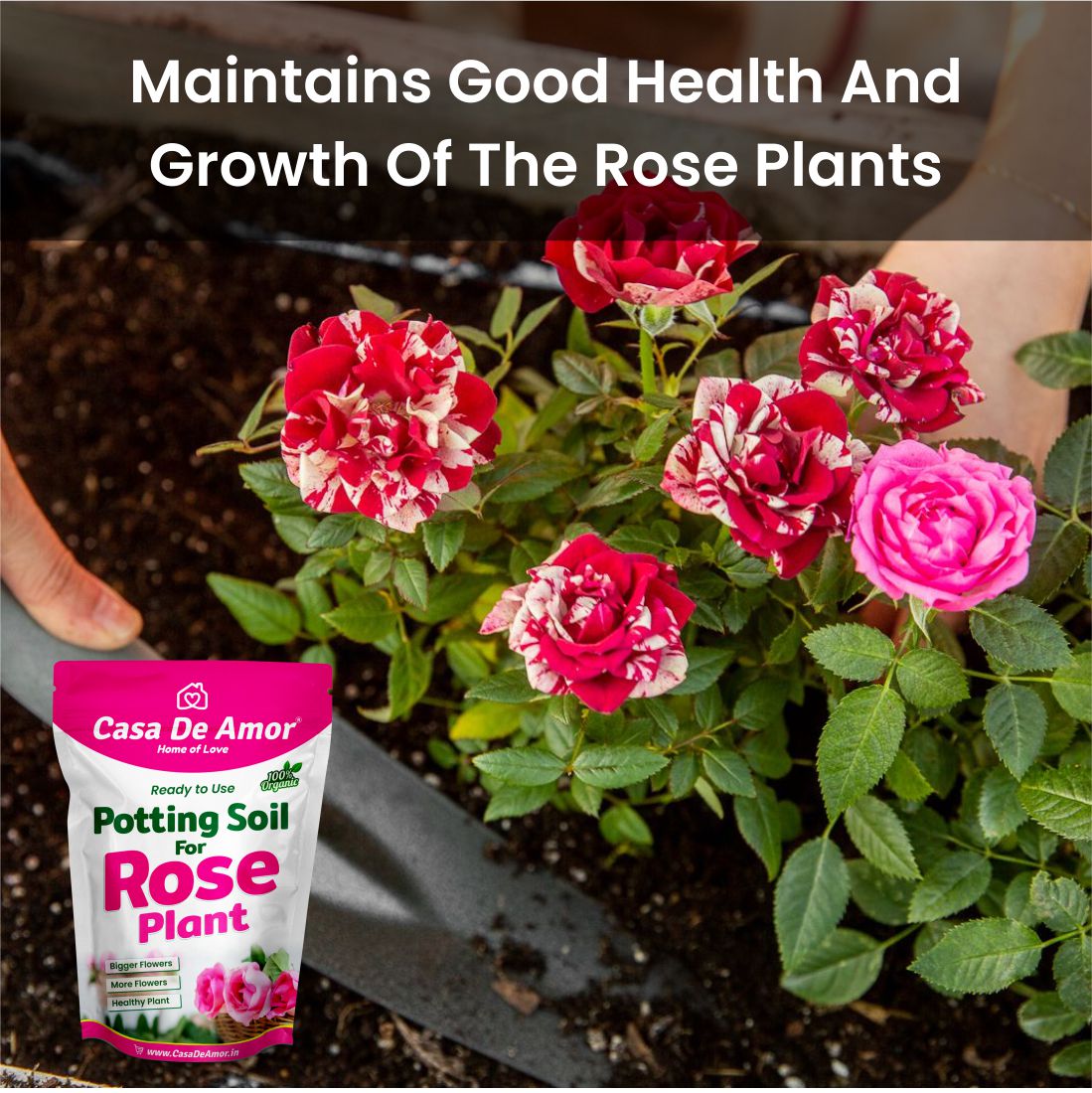 Casa De Amor Rose Potting Soil Mix, Ready to Use for Potting, Repotting and Topup for Rose Plants, 100% Organic