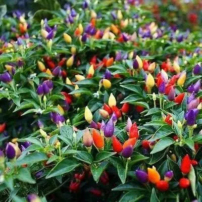 Ornamental Chilli Choice Mix - 50 Seeds
