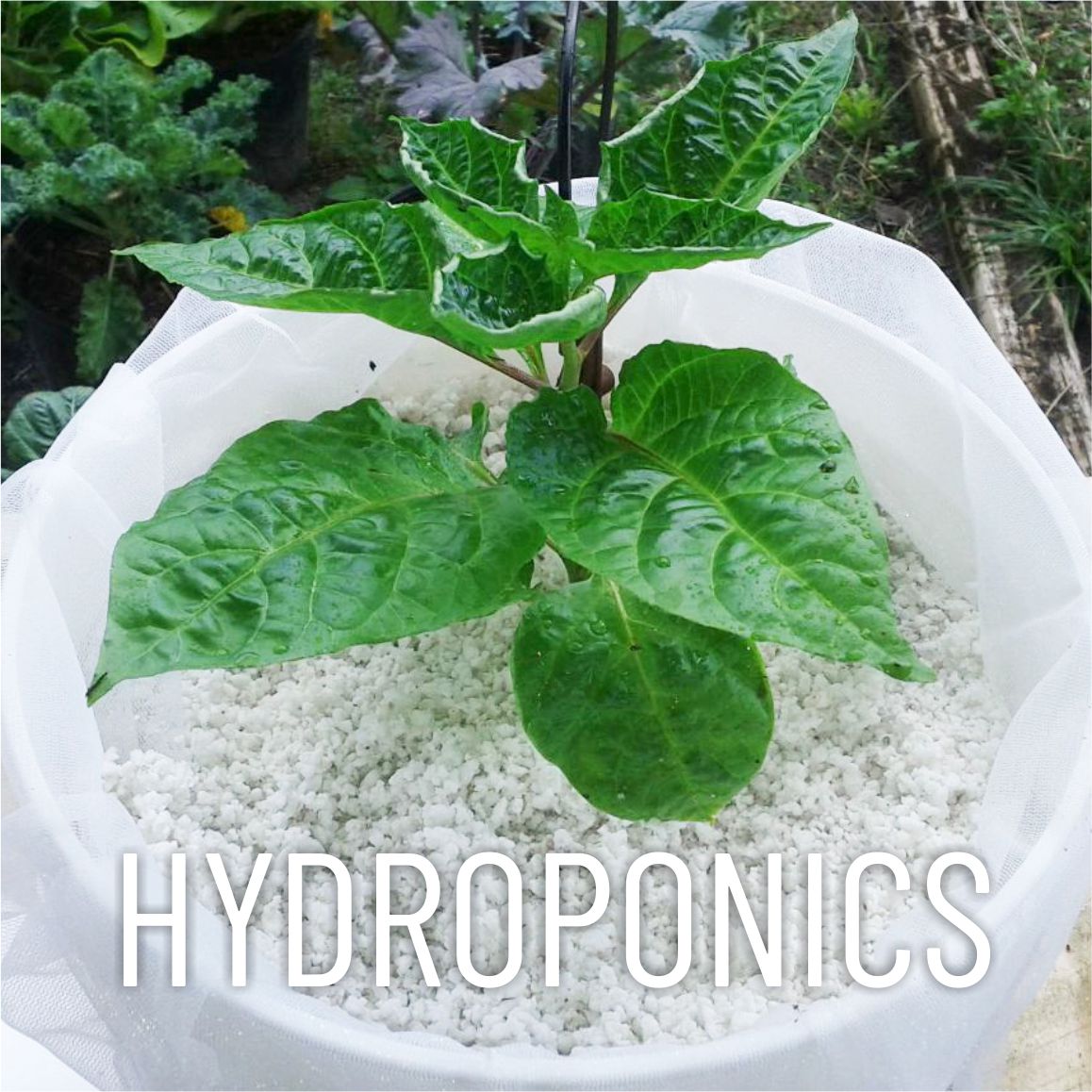 Casa De Amor Soilless Growing Media for hydroponics, Rooting cuttings, Seedling and Gardening