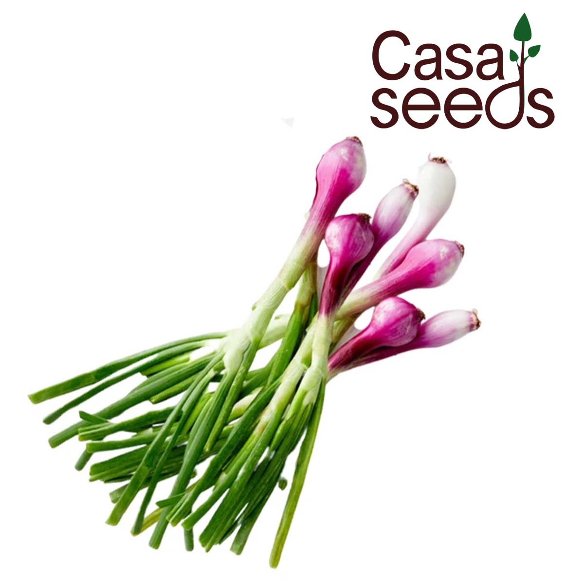 Spring Onion- 100 Seeds