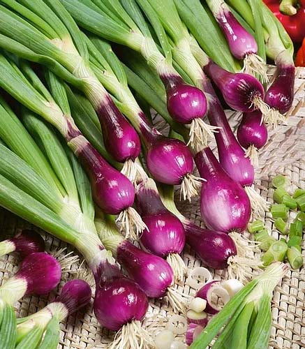 Spring Onion- 100 Seeds