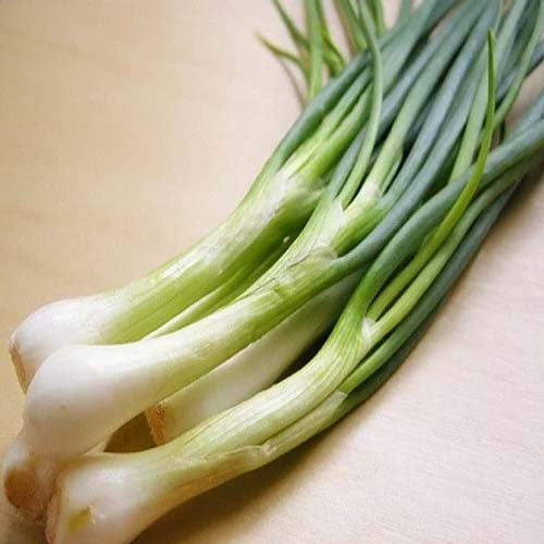 Spring Onion- 100 Seeds