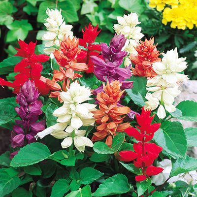 Salvia splendens Cleopatra Mixed- 50 Seeds