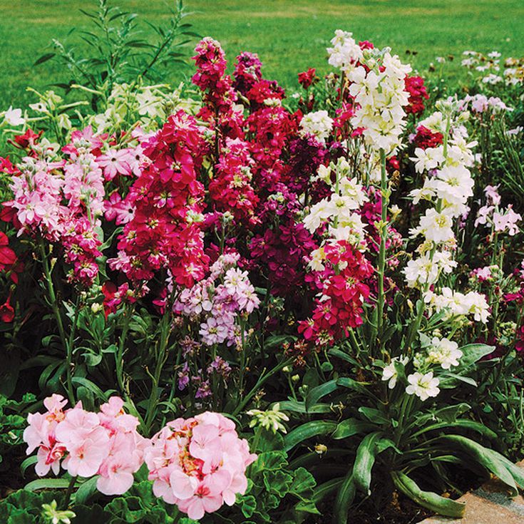 Stocks - Matthiola incana Mixed- 50 Seeds