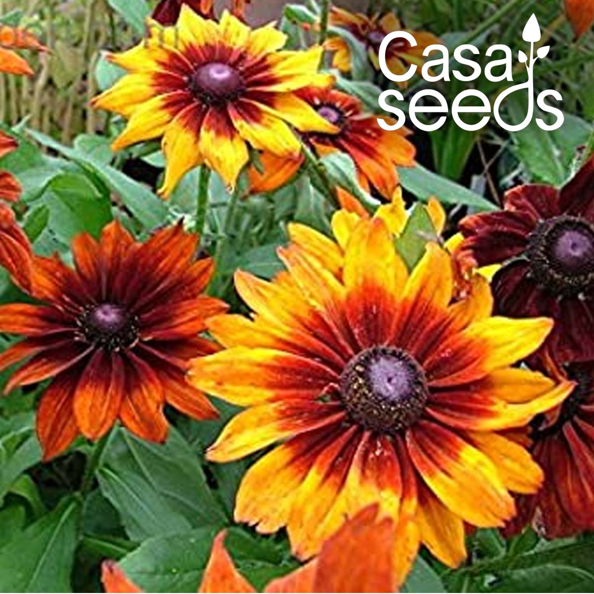 Rudbeckia Rustic Dwarf Mixed- 50 Seeds