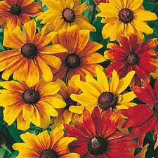 Rudbeckia Rustic Dwarf Mixed- 50 Seeds