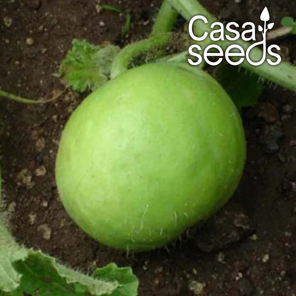 Tinda- 50 Seeds