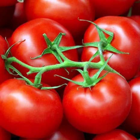 red tomatoes