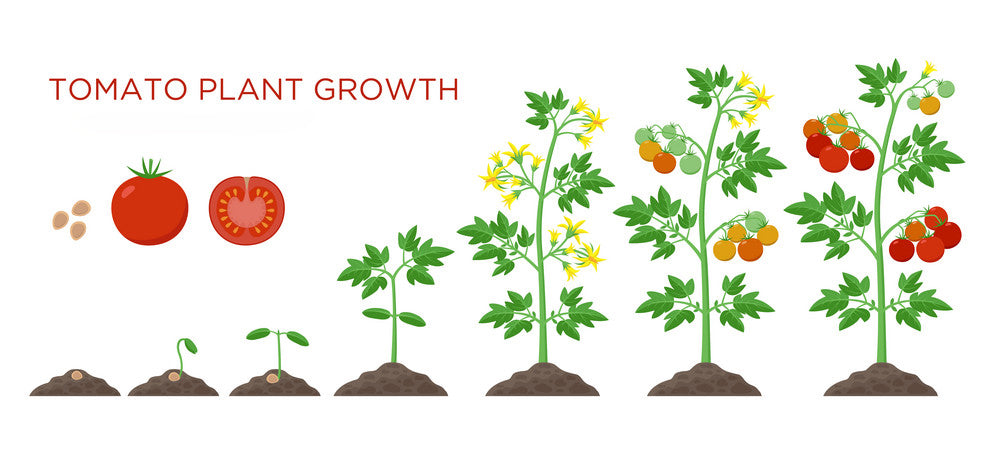 growing tomatoes