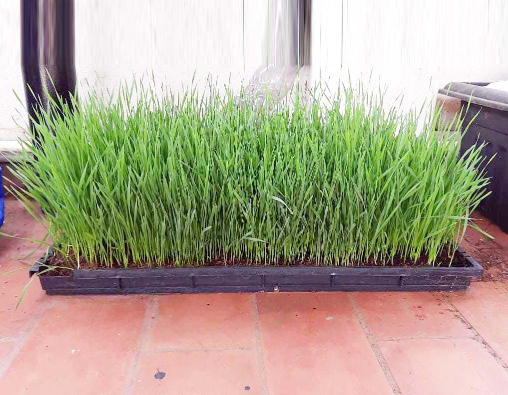 Casa De Amor Wheat Grass Trays, Growing Microgreen Tray, Hydroponics, Seedling Starter for Greenhouse, Hydroponics, Vegetables, Flower Germination, Paddy Tray, Thick Reusable
