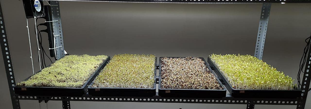 Casa De Amor Wheat Grass Trays, Growing Microgreen Tray, Hydroponics, Seedling Starter for Greenhouse, Hydroponics, Vegetables, Flower Germination, Paddy Tray, Thick Reusable