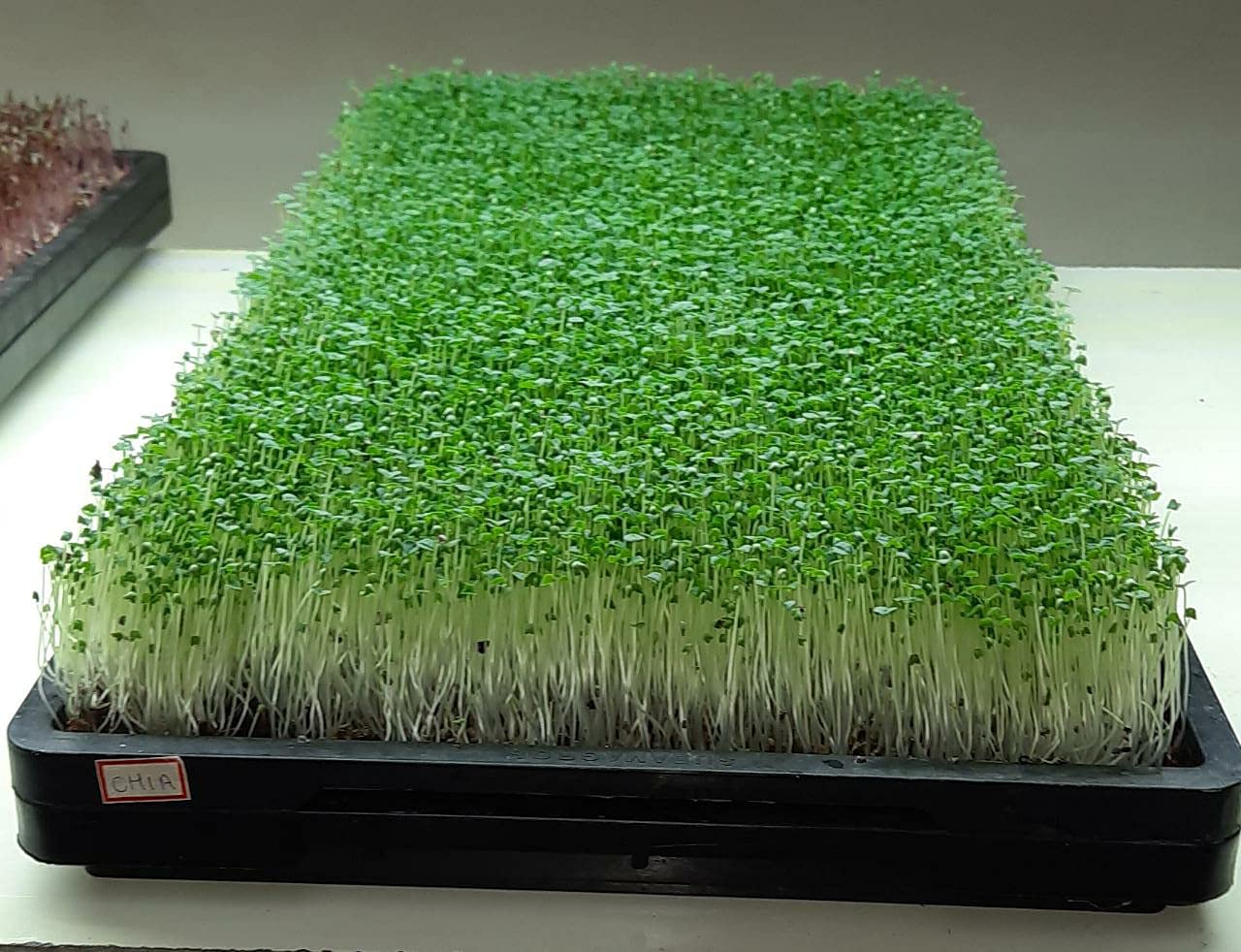 Casa De Amor Wheat Grass Trays, Growing Microgreen Tray, Hydroponics, Seedling Starter for Greenhouse, Hydroponics, Vegetables, Flower Germination, Paddy Tray, Thick Reusable