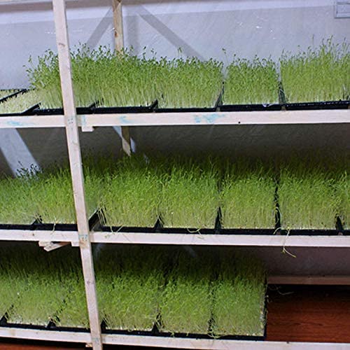 Casa De Amor Wheat Grass Trays, Growing Microgreen Tray, Hydroponics, Seedling Starter for Greenhouse, Hydroponics, Vegetables, Flower Germination, Paddy Tray, Thick Reusable