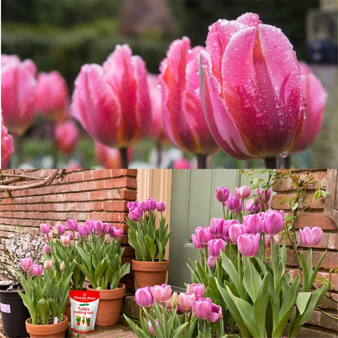 Casa De Amor Tulips Plant Potting Soil, 100% Natural and Organic