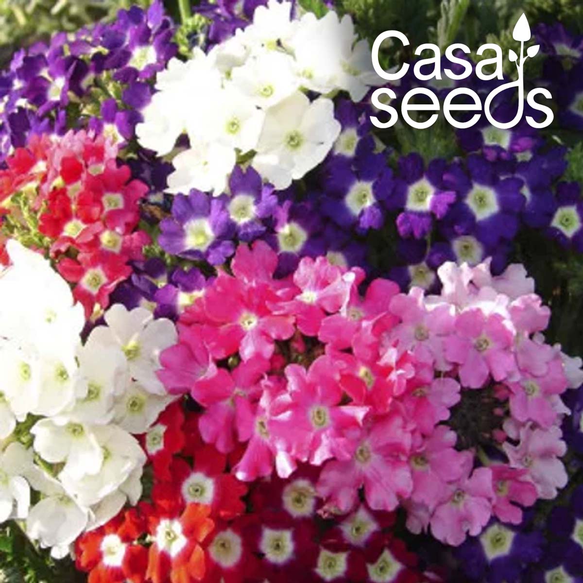 Verbena Ideal Florist Mix - 100 Seeds