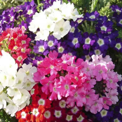 Verbena Ideal Florist Mix - 100 Seeds