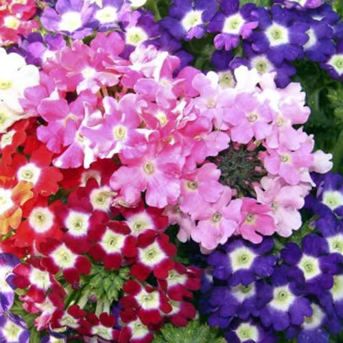 Verbena Ideal Florist Mix - 100 Seeds