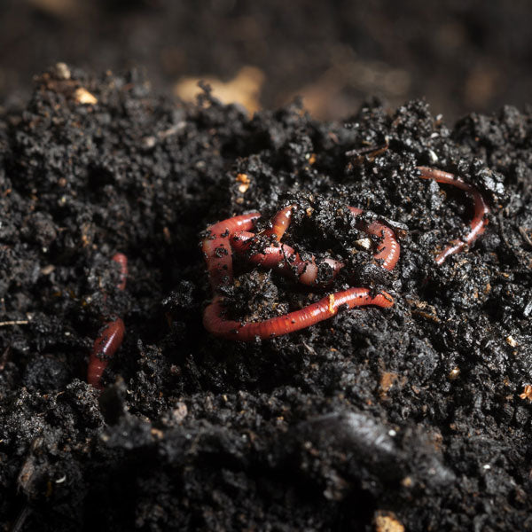 Casa De Amor Organic Vermicompost Fertilizer for Plants (5 Kg) & Neem Seeds Powder Organic Fertilizer and Pest Repellent for Plants (900 Gm) Combo