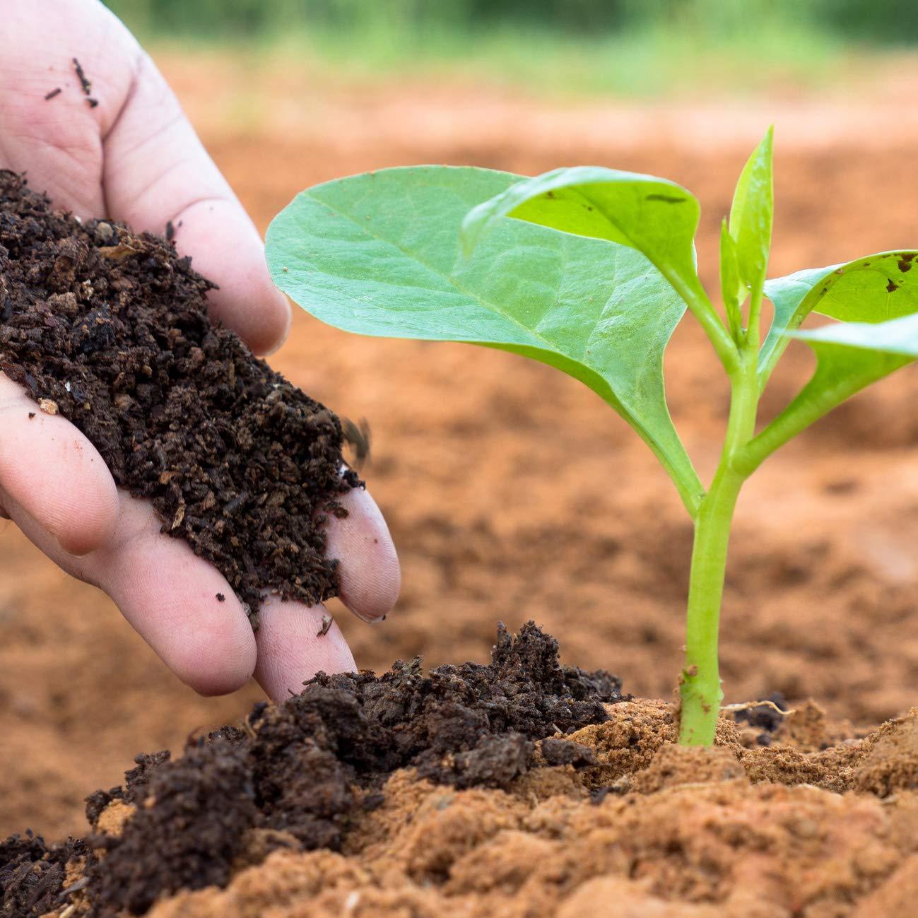 Casa De Amor Organic Vermicompost Fertilizer for Plants (5 Kg) & Neem Seeds Powder Organic Fertilizer and Pest Repellent for Plants (900 Gm) Combo