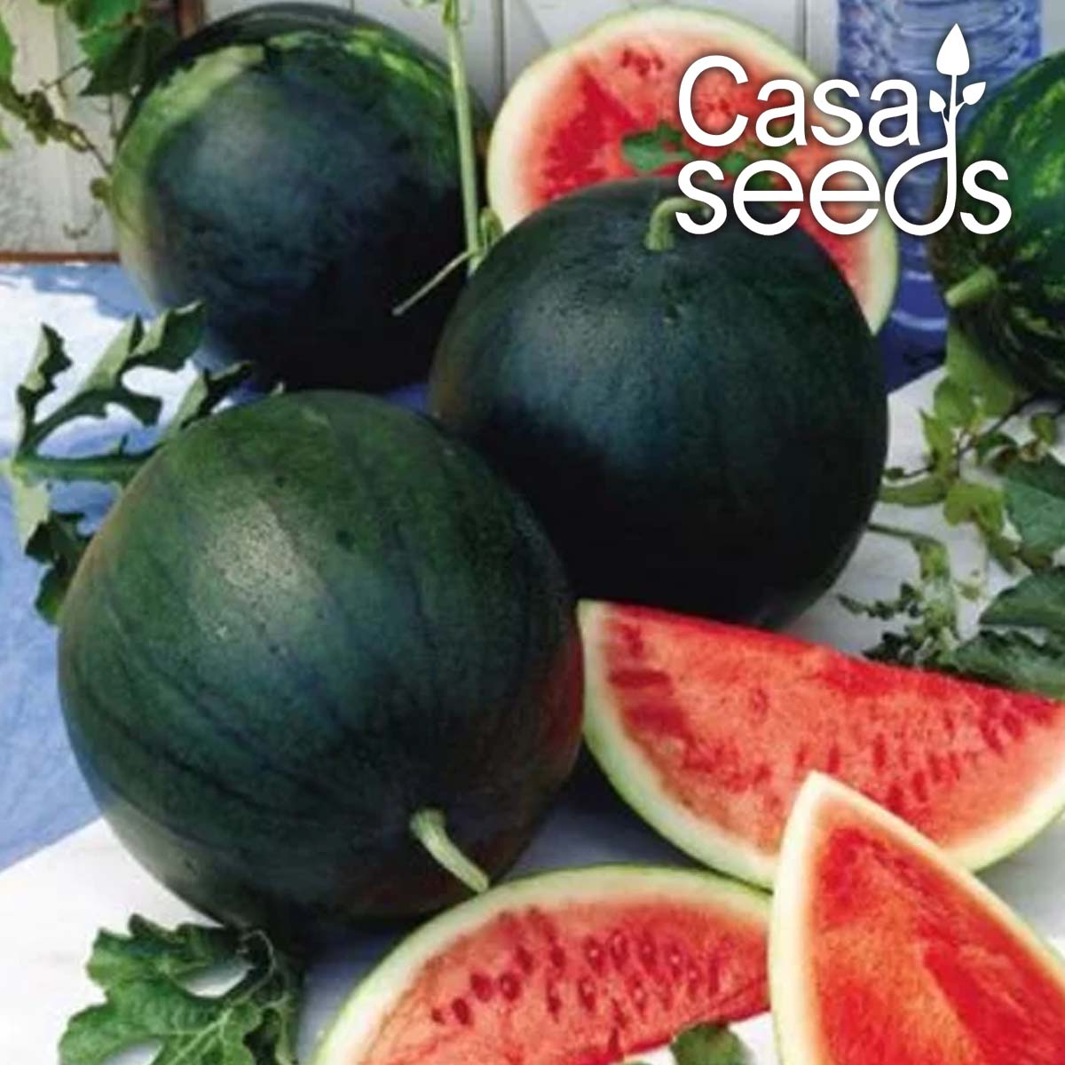 Watermelon Sugar Baby - 50 Seeds