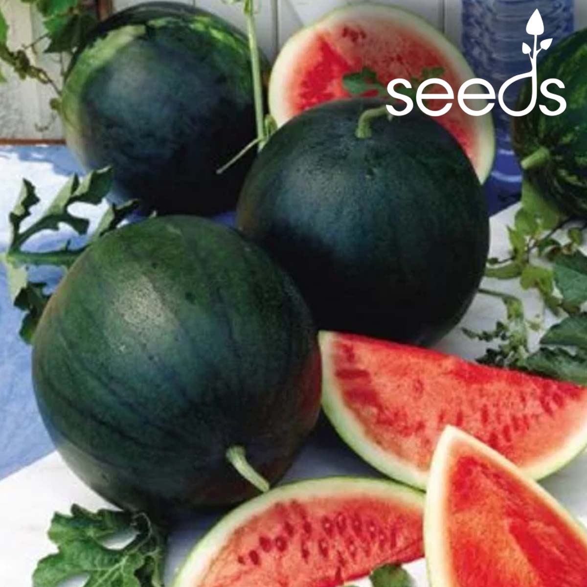 Watermelon Sugar Baby - 50 Seeds