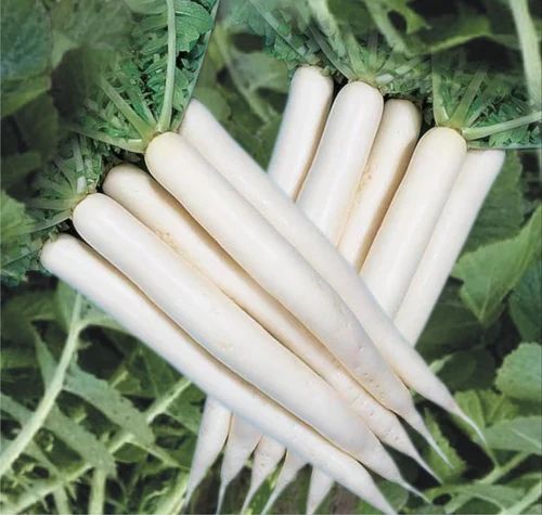 Radish Long White- 100 Seeds