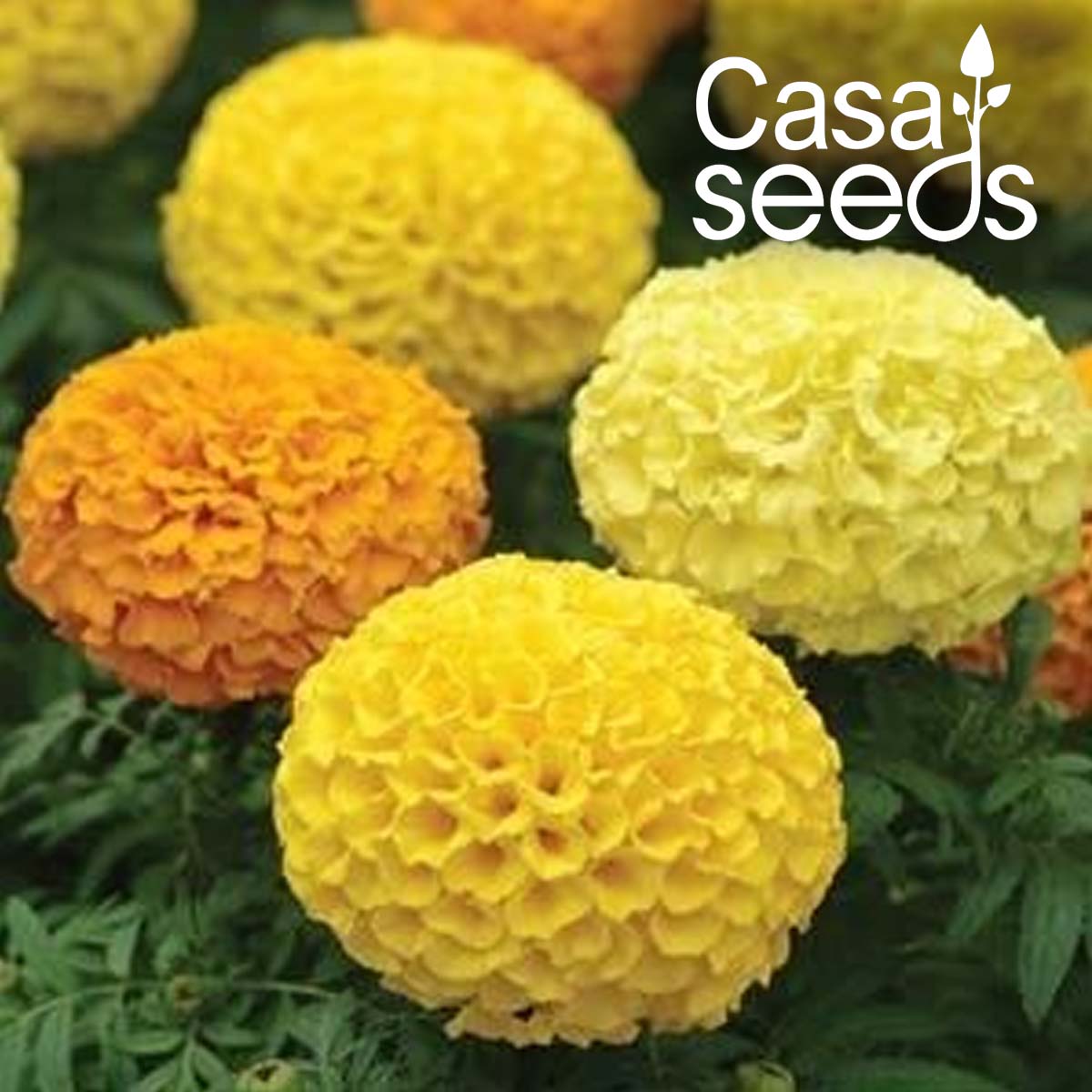 African Marigold F2 Yellow- 50 Seeds