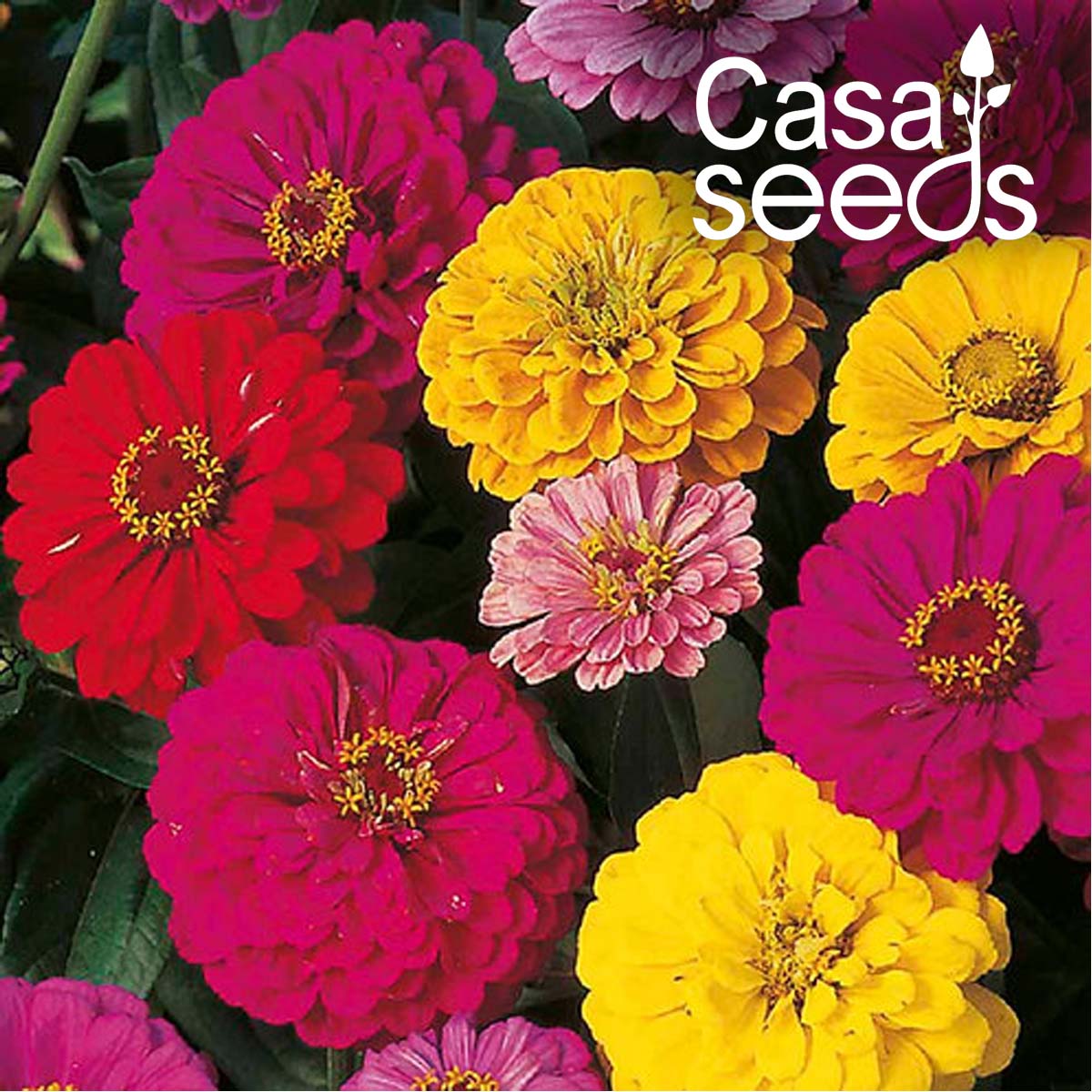 Zinnia Dahlia Flowered Mix- 50 Seeds