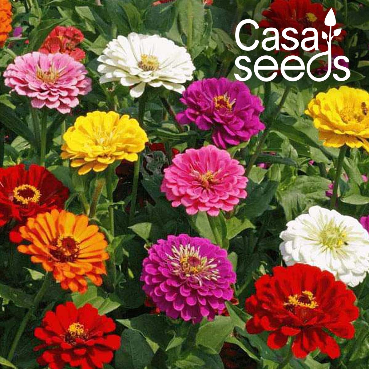 Zinnia Liliput Mixed- 100 Seeds