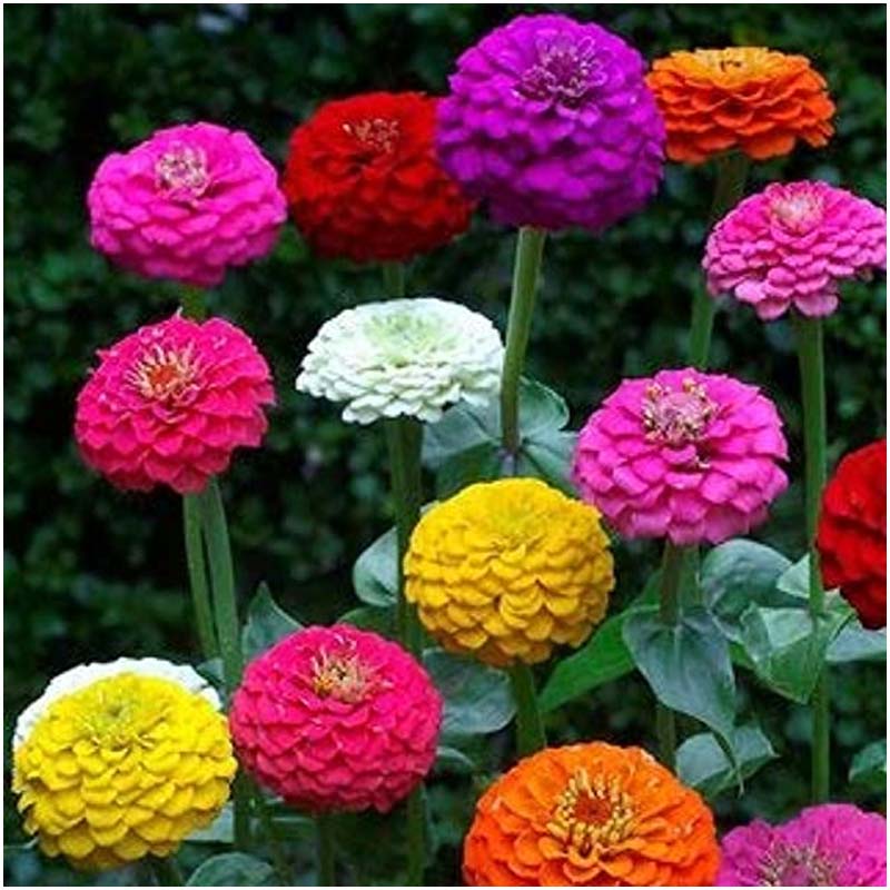 Zinnia Liliput Mixed- 100 Seeds
