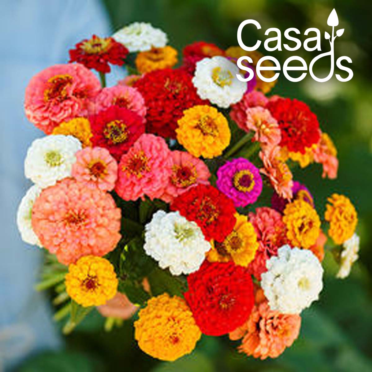 Zinnia Pulcino Dwarf Mixed- 50 Seeds