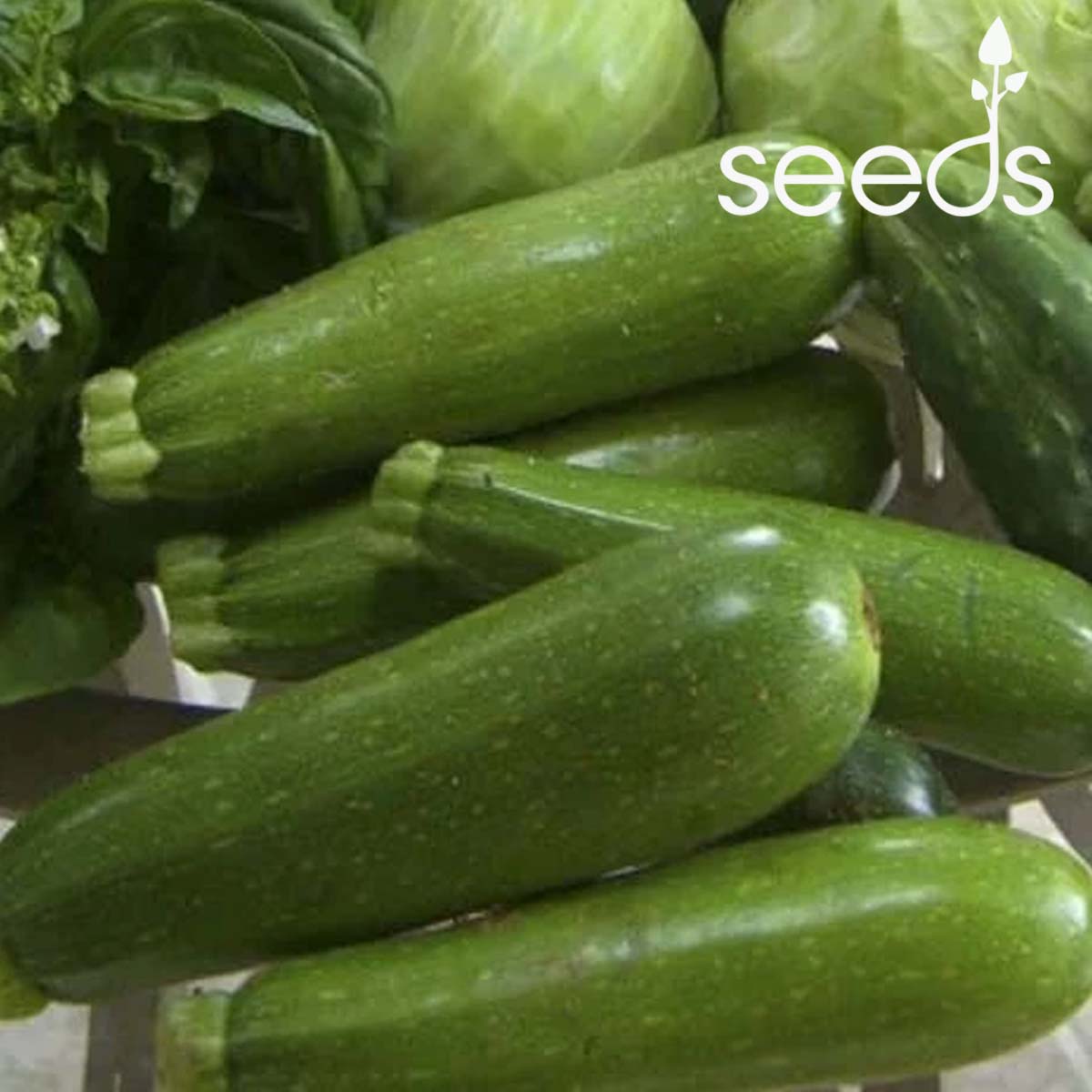 Zucchini- 20 Seeds