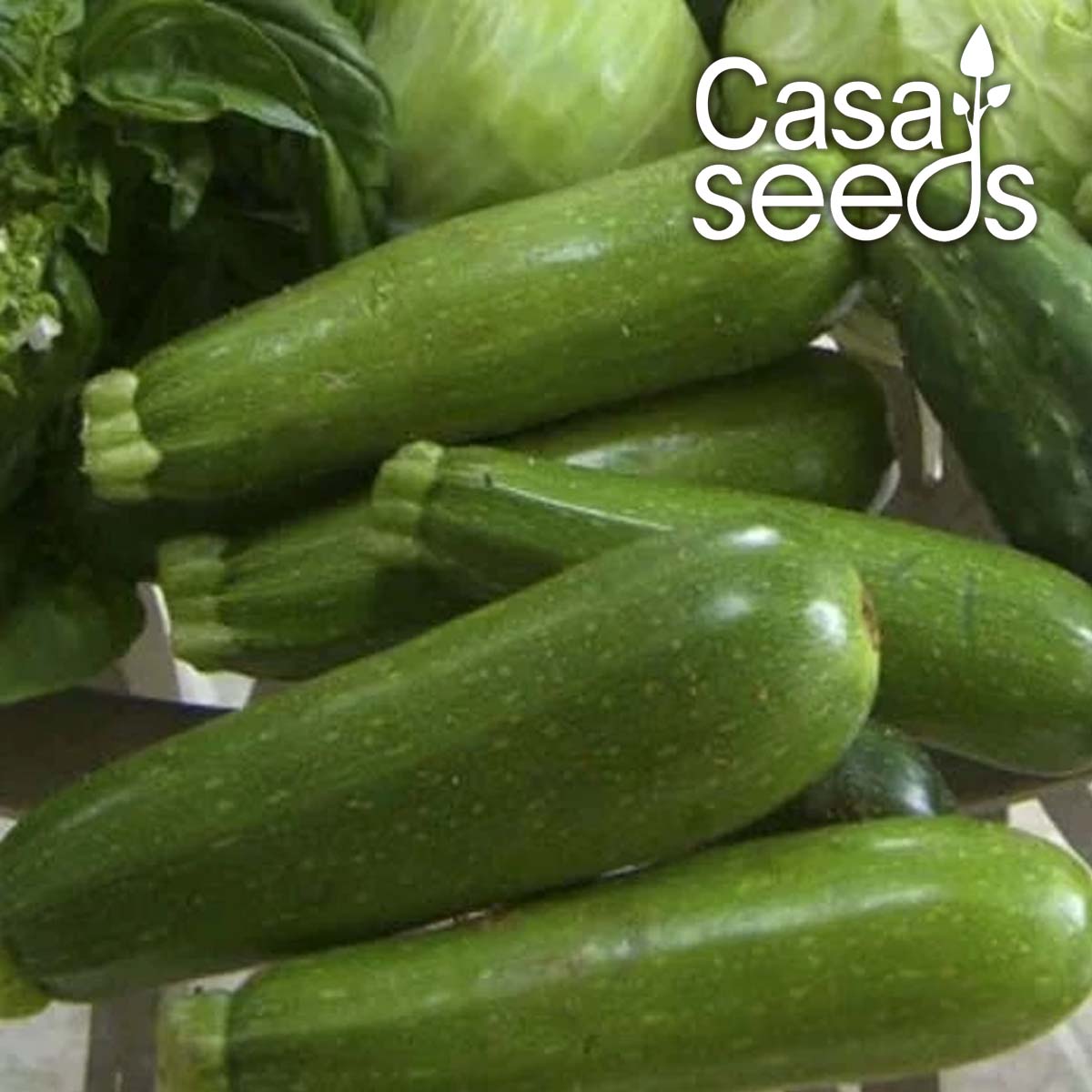 Zucchini- 20 Seeds