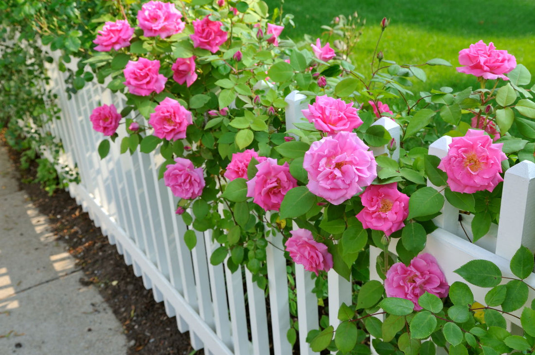 9 Tips to Grow Roses