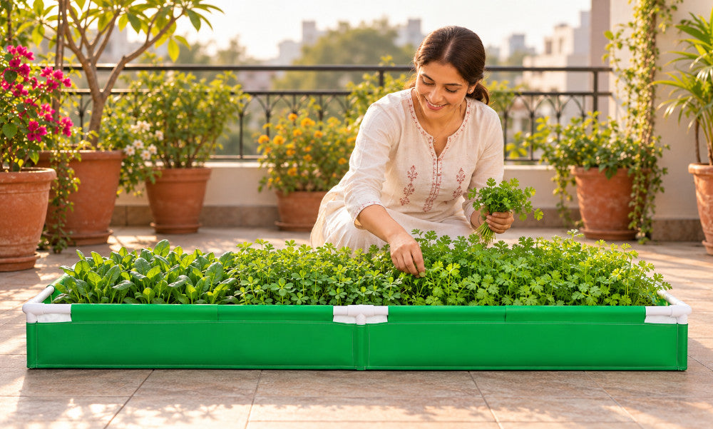 How to Grow Palak, Methi and Coriander in a Rectangular Grow Bag
