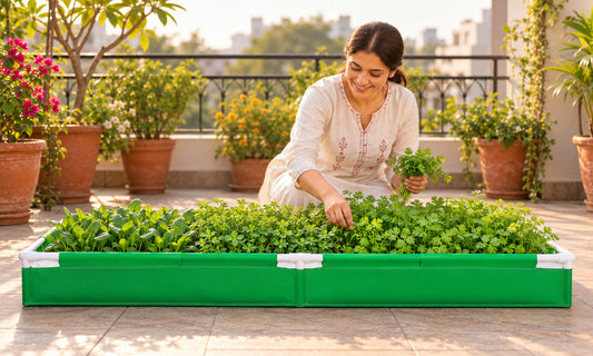 How to Grow Palak, Methi and Coriander in a Rectangular Grow Bag