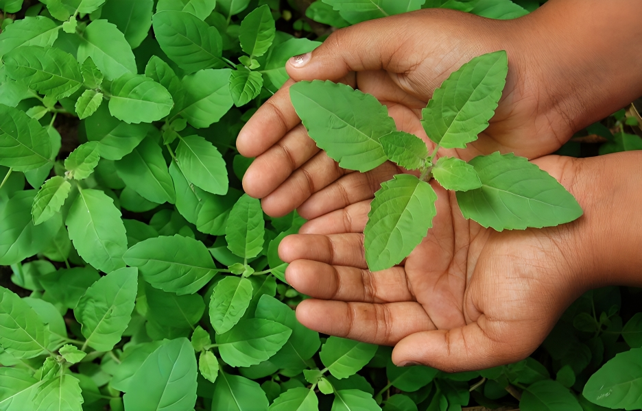 Thriving with Basil (Tulsi): Easy Tips for Growing and Caring 🌿